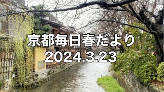 【2024323】京都春の訪れを毎日更新中 [upl. by Penn]