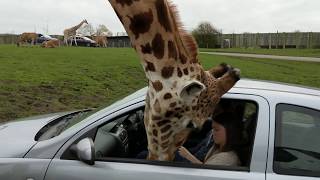 Giraffes head gets trapped inside a car window [upl. by Nwaf]