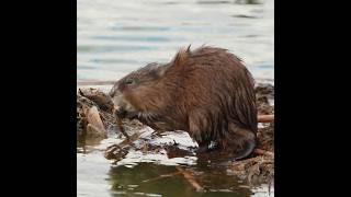 Muskrat  good snack [upl. by Euqilegna214]