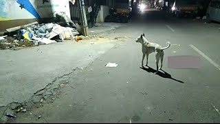 Dangerous Lion Prank on Chilling Alone Dog  Night Time  Dog Jumped in Shock [upl. by Neirol]