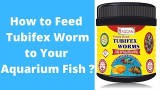 Feeding Tubifex to Angel Fish  Tubifex Worms  Tubifex worm fish food  Tubifex worm in Aquarium [upl. by Cotsen]