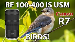 RF 100400 Budget Telephoto Lens Bird Photography Canon EOS R7 [upl. by Duwad229]