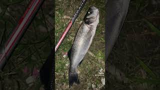 Spigola in foce italianfishing fish japanfishing anime music remix fishing fish [upl. by Eicrad896]