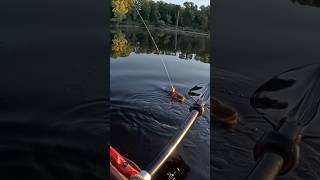 Pike in the net and another jumps shorts fishing pike angling kayakfishing exciting fish [upl. by Ahsiri701]