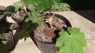 Part 4 Tetrapanax papyrifer root cuttings propagation  7 months and 18 days [upl. by Ayekat435]