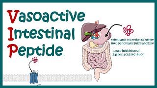 VIP vasoactive intestinal peptides  structure and function [upl. by French]