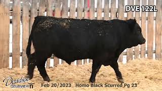 Davidson Gelbvieh Bull Lot DVE 122L sells Friday March 1 2024 [upl. by Nyvar]