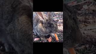 Wild rabbit eating carrot for the first time [upl. by Thordis]