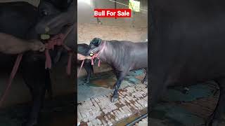 Bull For Sale 9416081706 bullforsale bull viralvideo treandingshort [upl. by Terris]