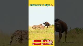 Wildbeest vs Tiger 🐅ytshorts shorts [upl. by Adnilrev]