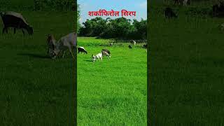 शर्काफ़ीरोल सिरप के फायदे farming bakra bakramandi farmanimal bakripalan bakripalankijankari [upl. by Hnid]