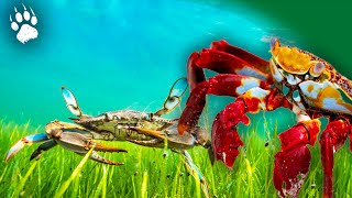 Le Monde SECRET des Crustacés 🦀🐚🪸  Documentaire Animalier  AMP [upl. by Joni718]