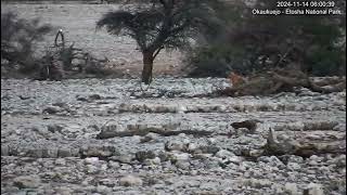 Limping spotted hyaena [upl. by Etnuaed]