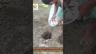 Sumangala Arecanut plantation at Bhanu Farm  step by step process  Farmstay bhanufarm farming [upl. by Aicilaf76]