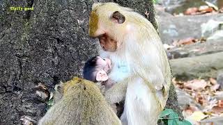 Oh so sad amp pity new infant monkey stay drown into water kidnapper takes newborn monkey into water [upl. by Genevieve]