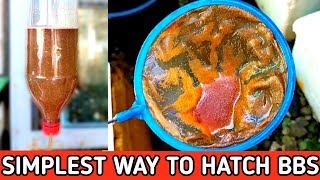 HOW TO HATCH BRINE SHRIMP EGGS EASY STEPS  HOW TO HATCH ARTEMIA CYST  HOW TO HATCH BBS [upl. by Shina]