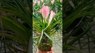 Bromeliad Kokedama [upl. by Nerval217]