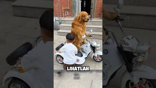 Anjing Mengantar Anak Ini Sekolah Dengan Sepeda Motor ‼️😱shorts [upl. by Caro830]