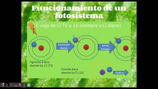 Funcionamiento de un fotosistema [upl. by Denis]