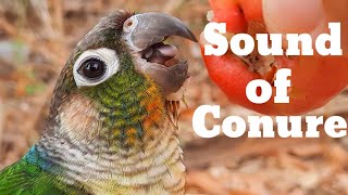 sound of conure  green cheek conure parrot bird singing in the forest [upl. by Airdnaxela]