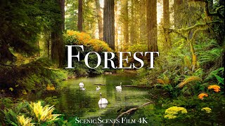 Forest In 4K  The Healing Power Of Nature Sounds  Forest Sounds  Scenic Relaxation Film [upl. by Sergias453]