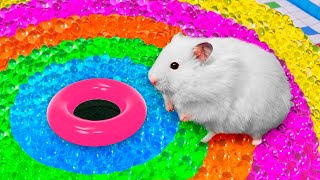 🐹 Hamster Escapes the Rainbow Orbeez Maze OBSTACLE COURSE [upl. by Elboa]