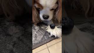 Cavalier King Charles spaniels eating humongous blueberries [upl. by Columbyne]