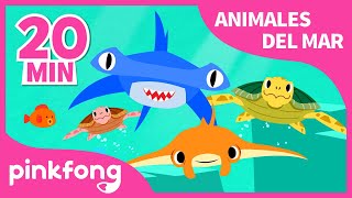 Las Mejores Canciones de Animales del Mar  Tiburón y más música infantil  Recopilación  Pinkfong [upl. by Selhorst]