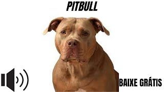 Pitbull latido SOM GRÁTIS LINK NOS COMENTÁRIOS [upl. by Joanie]