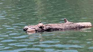 First Boating Trip Shasta Lake 52024 Grant amp Kims Adventures ❤️❤️❤️ [upl. by Sherie]