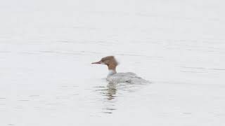 Goosander  Merganser Female Call Mergus merganser  Sounds like a frog  Northern Sweden 2022 4k [upl. by Salamone]