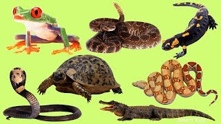 Animales para niños Los Anfibios y reptiles Aprende el nombre y los sonidos de anfibios y reptiles [upl. by Eenyaj]