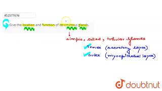 Give the location and function of ceruminous glands  CLASS 11  NEURAL CONTROL AND COORDINATIO [upl. by Hettie]