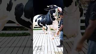 Holstein friesian bull with epic proportions at Brownies Ranch [upl. by Watkin]