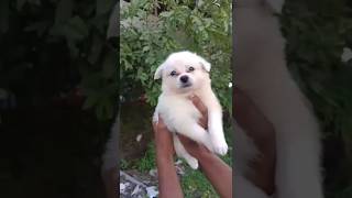 Low Price Indian Spitz Puppy for Sale Ranchi Jamshedpur Jharkhand dogsale trending pets dog [upl. by Enaywd]