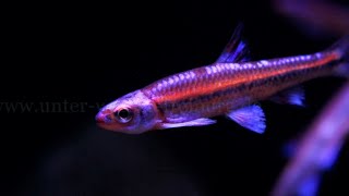 Notropis chrosomus  Regenbogenelritze [upl. by Aniteb]