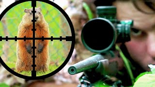 Sniping Groundhogs w 17HMR Scope Cam [upl. by Ennayelsel]