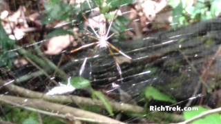 Poisonous Spiders of the Amazon Jungle [upl. by Ellenad]