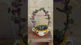 Dando forma a tú Ceropegia Woodii 🌸🌸CactumaniaSpain Ceropegia plantas echeverias jardin [upl. by Anirbed]