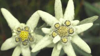 True Facts about the Edelweiss [upl. by Ricky]