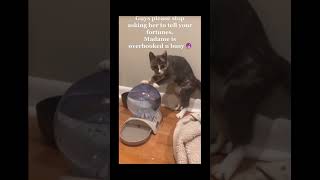 28funny cat pet catcat catshorts funnycats catvideos foryou fyp fypシ゚viral fypyoutube [upl. by Crescantia]