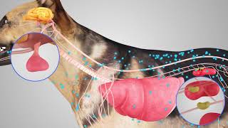 Cushings Disease for your pet [upl. by Attenehs]