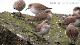 Urdaibai Bird Center  Calidris alpina [upl. by Odlareg497]