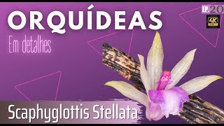 Scaphyglottis Stellata  EP 20 Orquídeas em Detalhes em 4K  Alta resolução  MICRORQUÍDEA AMAZÔNI [upl. by Droffig]