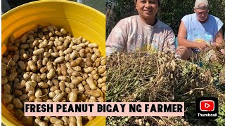 Buhay Probinsya sa Amerika Nilagang Mani Fresh Peanut from the Farm [upl. by Nedyrb504]