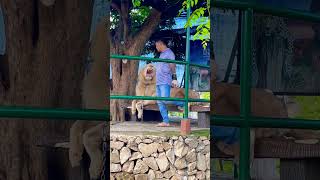 Rawwrrr 🦁🦁🦁 travel lion philippines 📍Baluarte Ilocos Sur [upl. by Anilam]