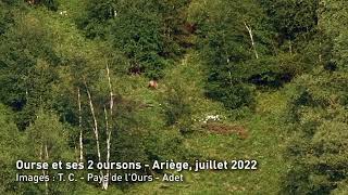 ourse et 2 oursons jeux et myrtilles  Ariège juillet 2022 [upl. by Auqinal]