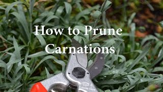 How to Prune Carnations or Dianthus [upl. by Anaiuq710]