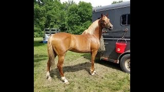 SOLD Beautiful Blonde Bombshell Flaxen Chestnut Morgan Mare for Sale [upl. by Lledor510]