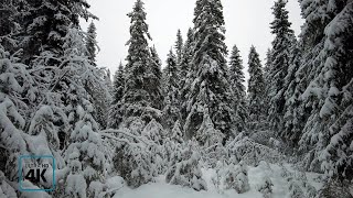 Walking in Snowy Forest in Lapland Finland [upl. by Shaia]